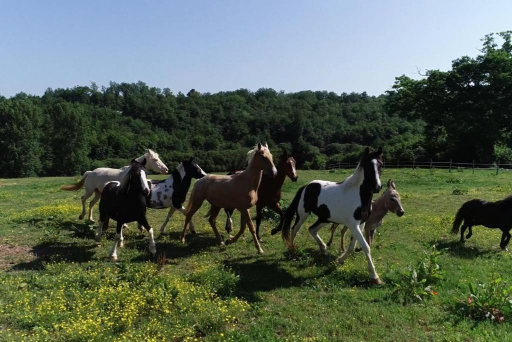 Gite Equestre Domaine Des Crins - Monpazier Capdrot Zewnętrze zdjęcie