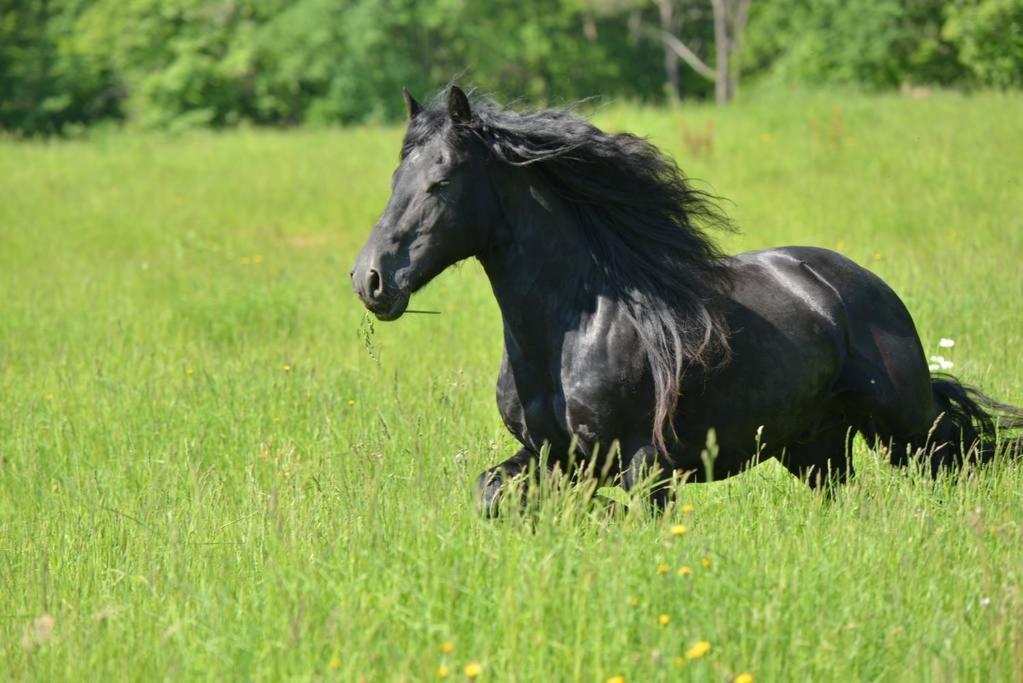 Gite Equestre Domaine Des Crins - Monpazier Capdrot Zewnętrze zdjęcie